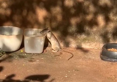 Prefeitura irá dedetizar local onde rato foi flagrado bebendo água, no bairro Nossa Senhora de Fátima