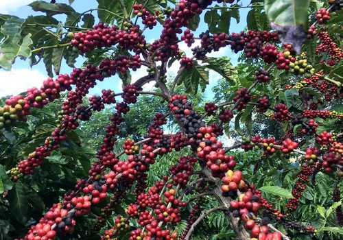 Conab prevê colheita recorde de café com crescimento de 17,1% em 2026