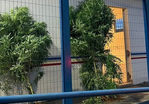 PM apreende pés de maconha enormes e prende homem por resistência e desobediência em Guimarânia