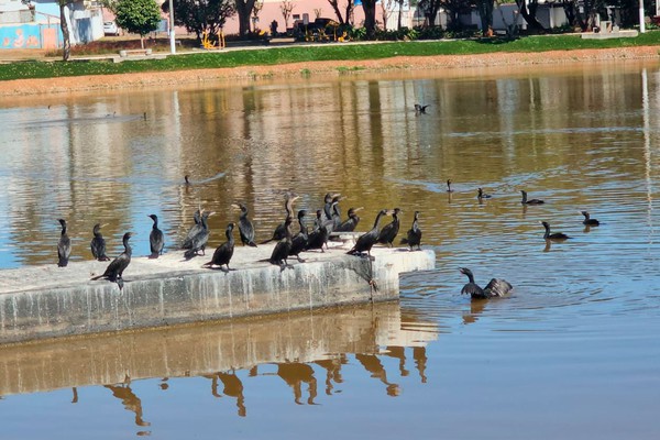 O que está acontecendo na Lagoinha? Água escura e bando de biguás chamam a atenção