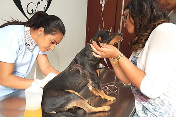 Voluntários fazem campanha para salvar cãozinho encontrado com o pelo arrancado