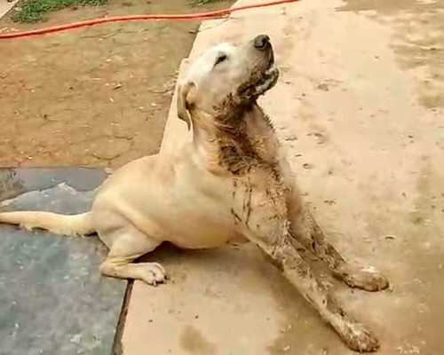 Moradores voltam a denunciar envenenamentos e agressões revoltantes contra cães, em Carmo do Paranaíba