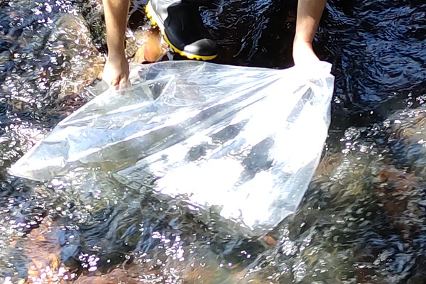 Ação com várias autoridades povoa córregos em Pindaíbas e Areado com 15 mil peixes