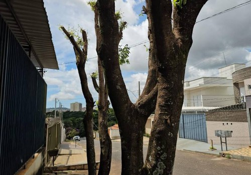 Poda de árvores exige cuidados e autorização da Prefeitura; veja o que pode e o que não pode