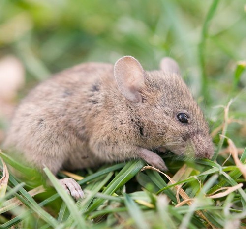 Município de Guimarânia deve indenizar família de servidor morto por hantavírus em mais de R$ 50 mil e pagamento de pensão