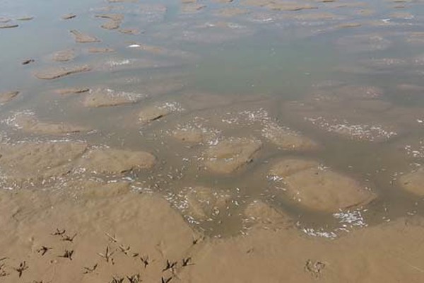 Milhares de peixes morrem e outros milhares agonizam à espera de água na Lagoa Grande