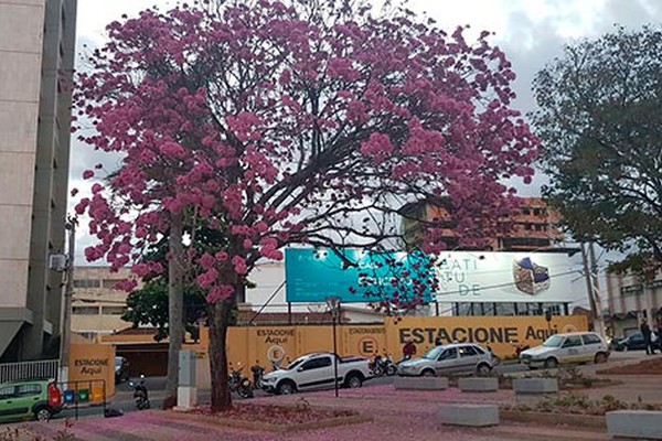 Florada do Ipê Roxo anuncia a temporada dos Ipês e colore ruas e avenidas de Patos de Minas