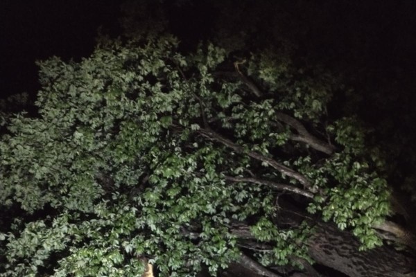 Motorista não consegue desviar e atinge árvore caída na MG 410, em Presidente Olegário