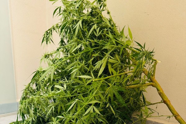 Homem posta vídeo fazendo propaganda de pé de maconha e acaba preso, em Carmo do Paranaíba