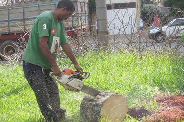 Diretoria de Meio Ambiente substitui árvores doentes na avenida Getúlio Vargas
