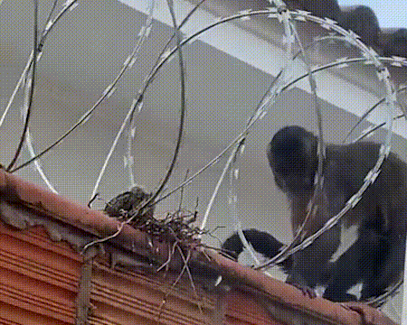 Macaco supera concertina e foge com rolinha em novo ataque inusitado em Patos de Minas; veja