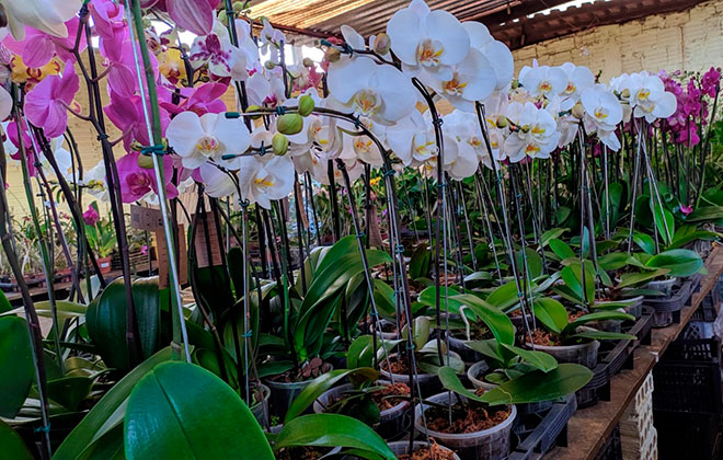 No Dia dos Namorados, Orquidário Flores do Lago oferece as mais belas  orquídeas em sistema drive thru